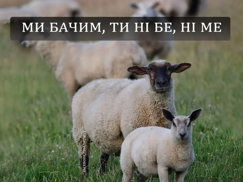 гумор, меми