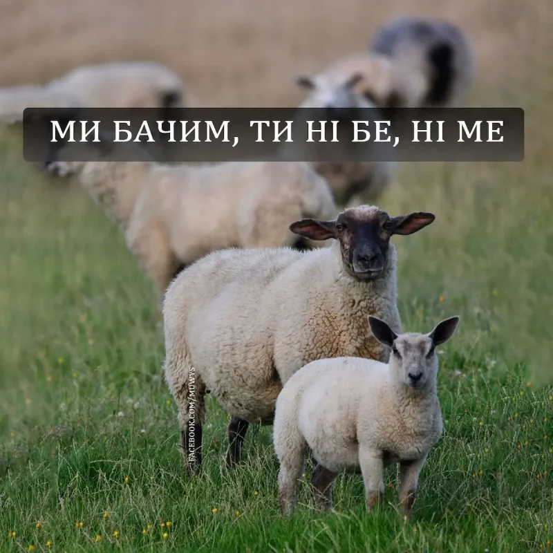 гумор, меми