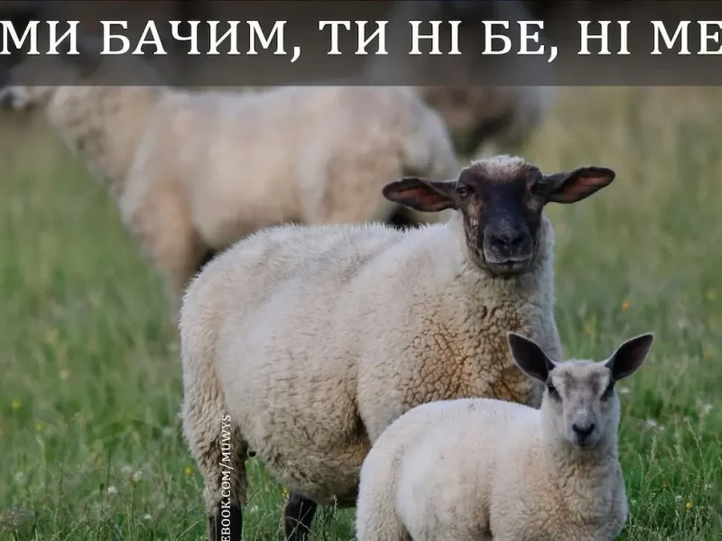 гумор, меми