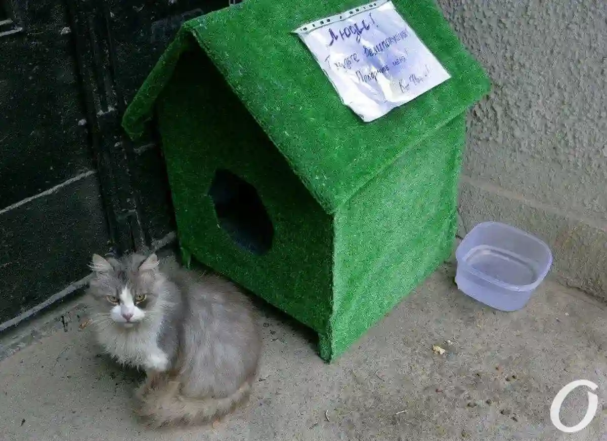 Домик для котов в Одессе