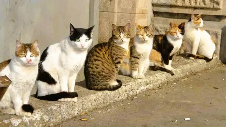 Одеські коти