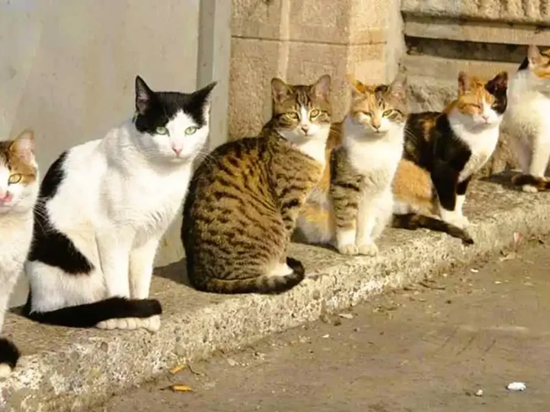 Одеські коти