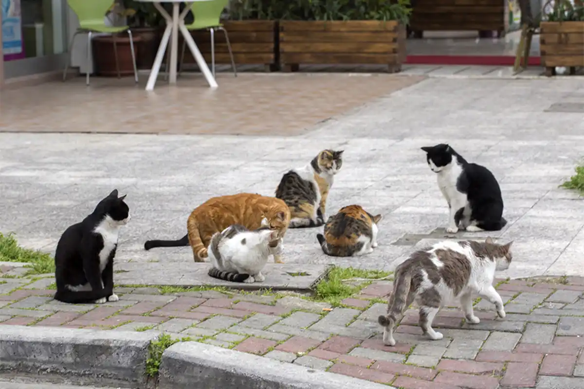 Одесские коты