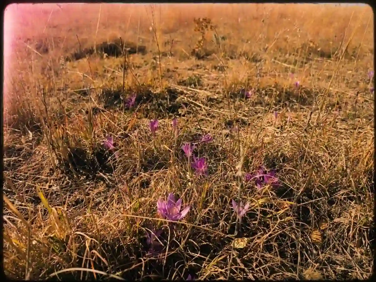 Безвременник степной