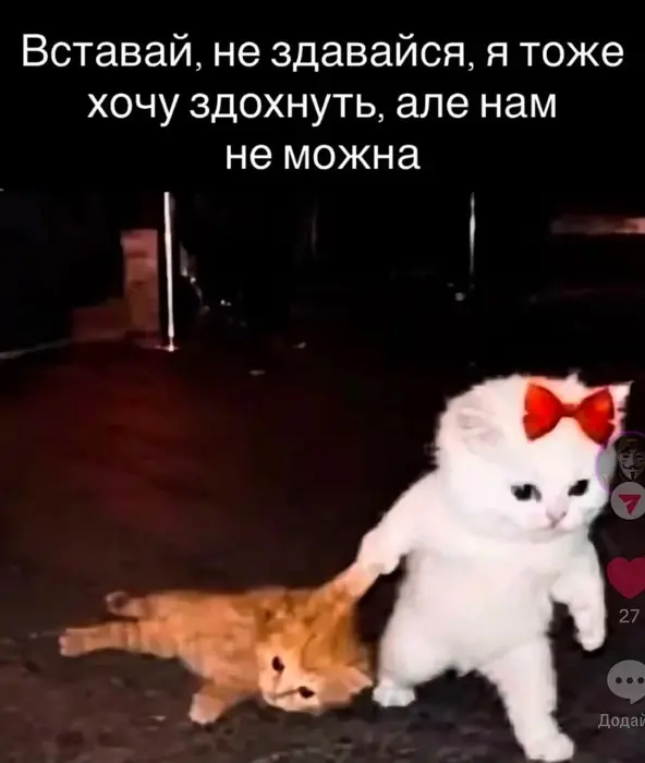 Белый котёнок с бантиком тащит за лапку рыжего котёнка с подписью вставай не сдавайся
