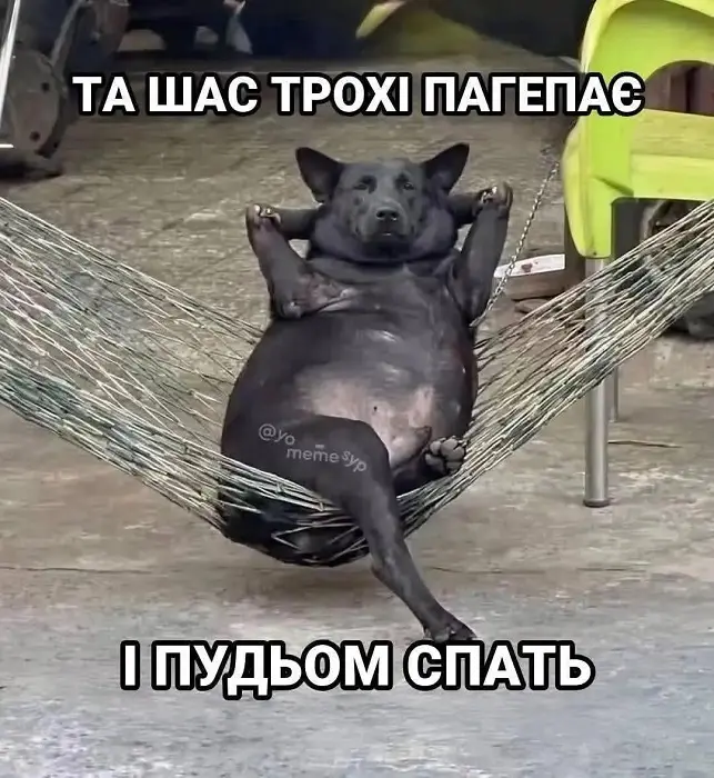 Толстый чёрный пёс отдыхает в гамаке