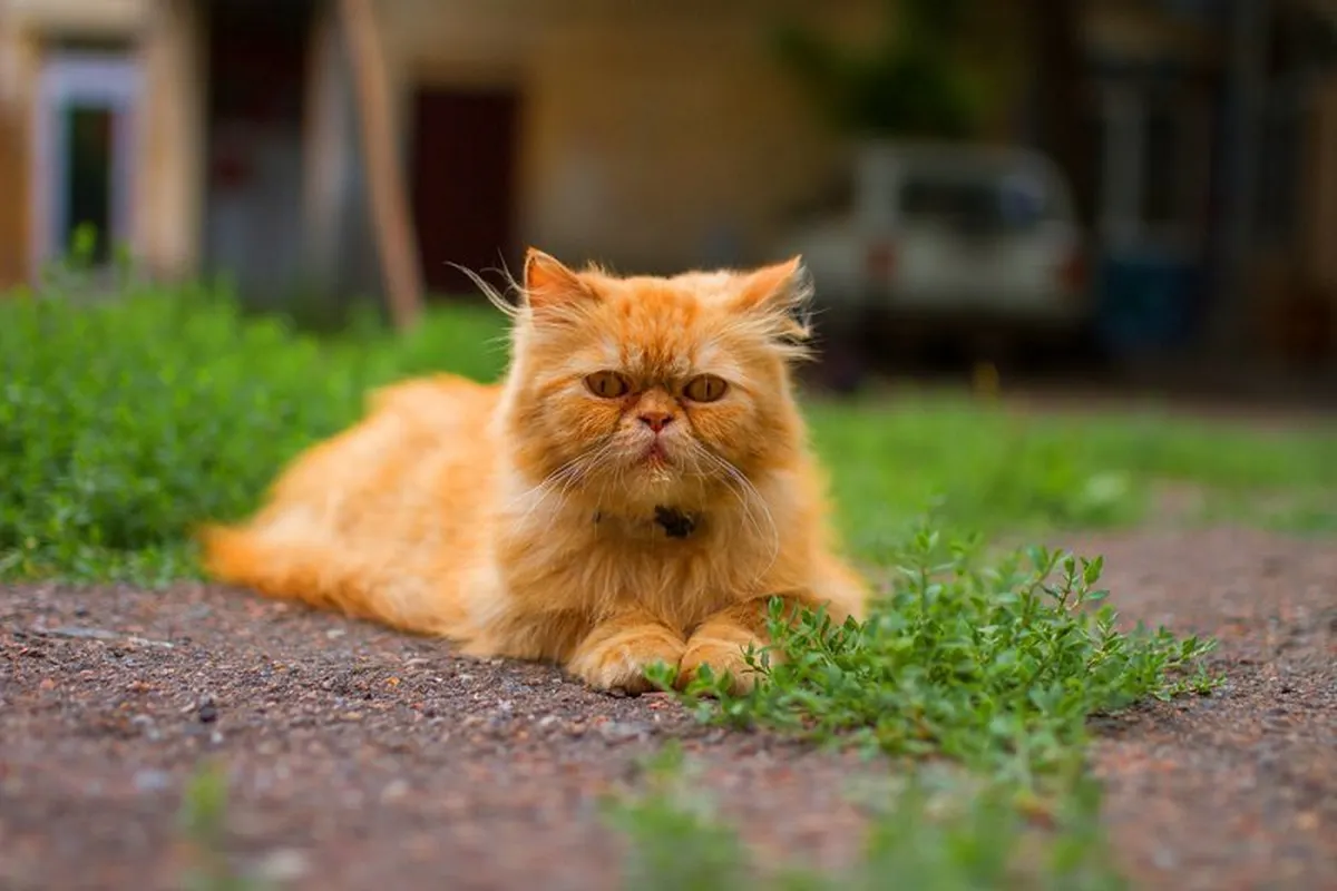Рыжий кот