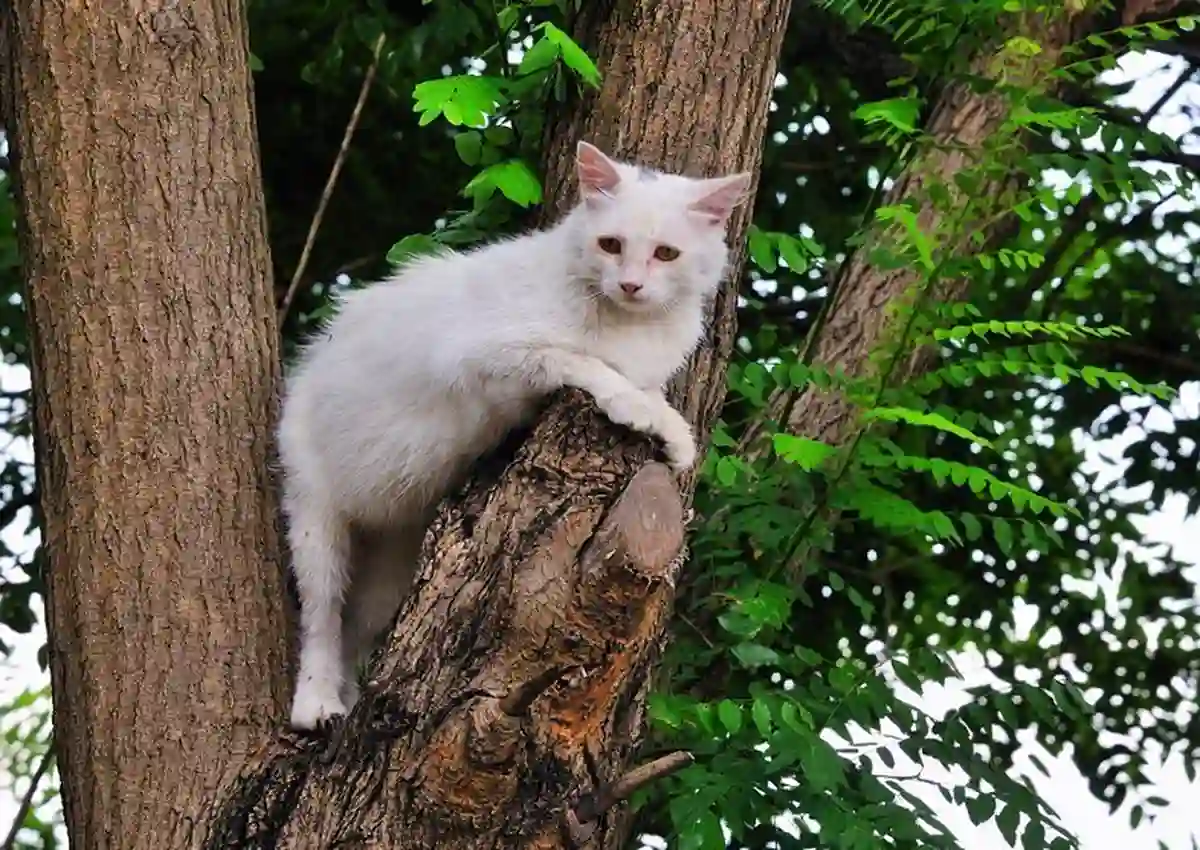 Кот на дереве