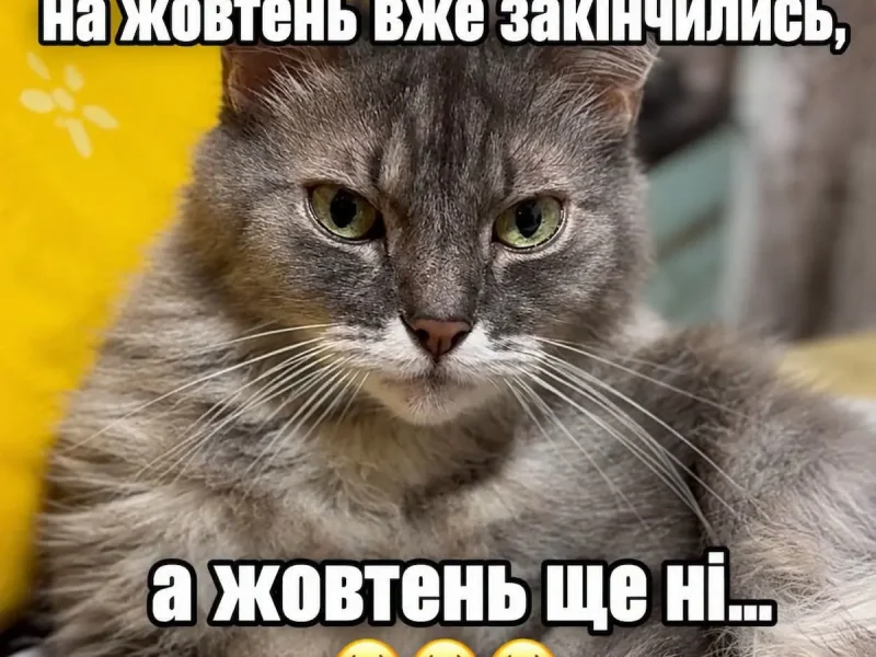 гумор
