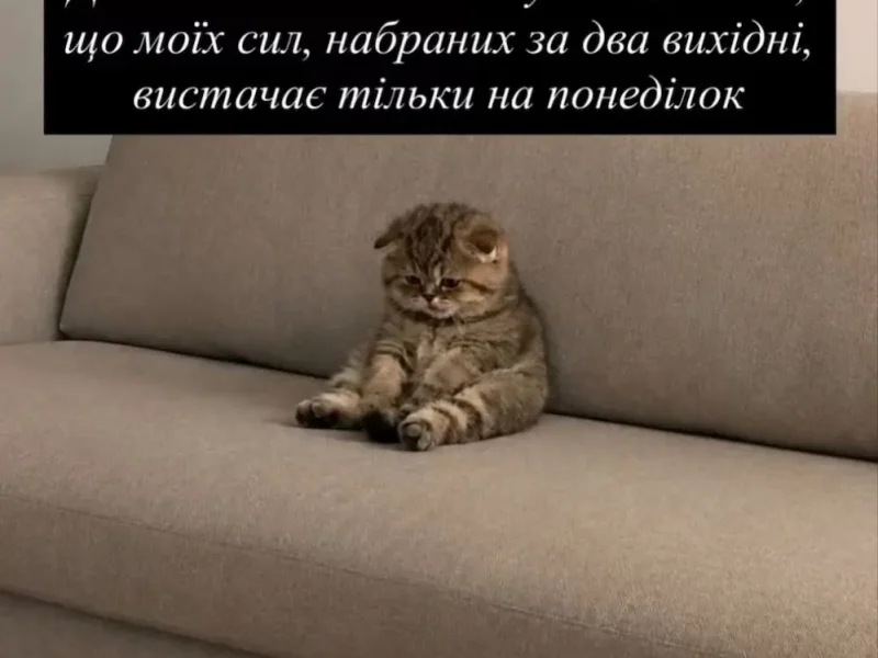меми, гумор