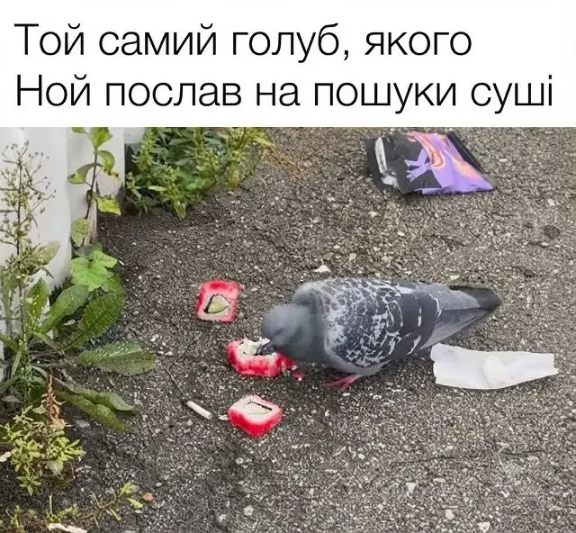 Смешной мем с голубем, клюющим роллы на улице, и шуткой про Ноев ковчег
